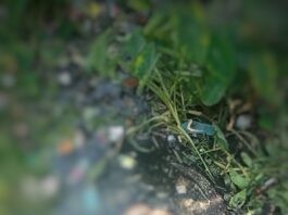 ডোবায় অর্ধগলিত মরদেহ: খাচ্ছে গুইসাপ