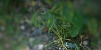 ডোবায় অর্ধগলিত মরদেহ: খাচ্ছে গুইসাপ